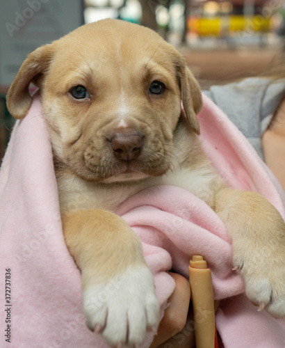 Perro cobija rosa photo