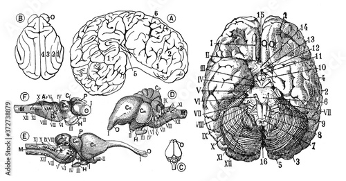 Human brain Anatomy - Antique engraved illustration from from La Rousse XX Sciele 1