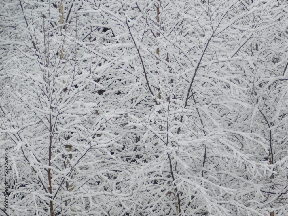 snow covered branches snow covered branches