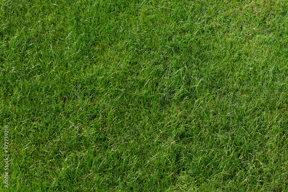 Green lawn background. Spring concept Green lawn background. Spring concept