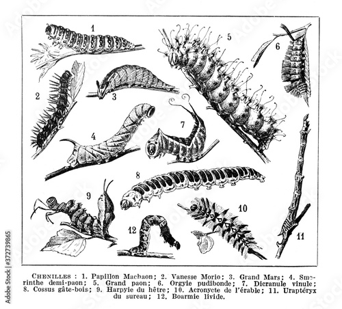 Caterpillar collection. Black caterpillars with different silhouette on white background. decorative for magazine or tatoo etc. / Antique vintage illustration from La Rousse XX Sciele 1