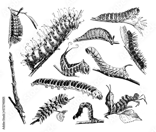 Caterpillar collection. Black caterpillars with different silhouette on white background. decorative for magazine or tatoo etc. / Antique vintage illustration from La Rousse XX Sciele 1 photo