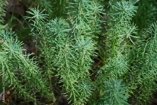 Euphorbia cyparissias  cypress spurge leaves closeup selective focus