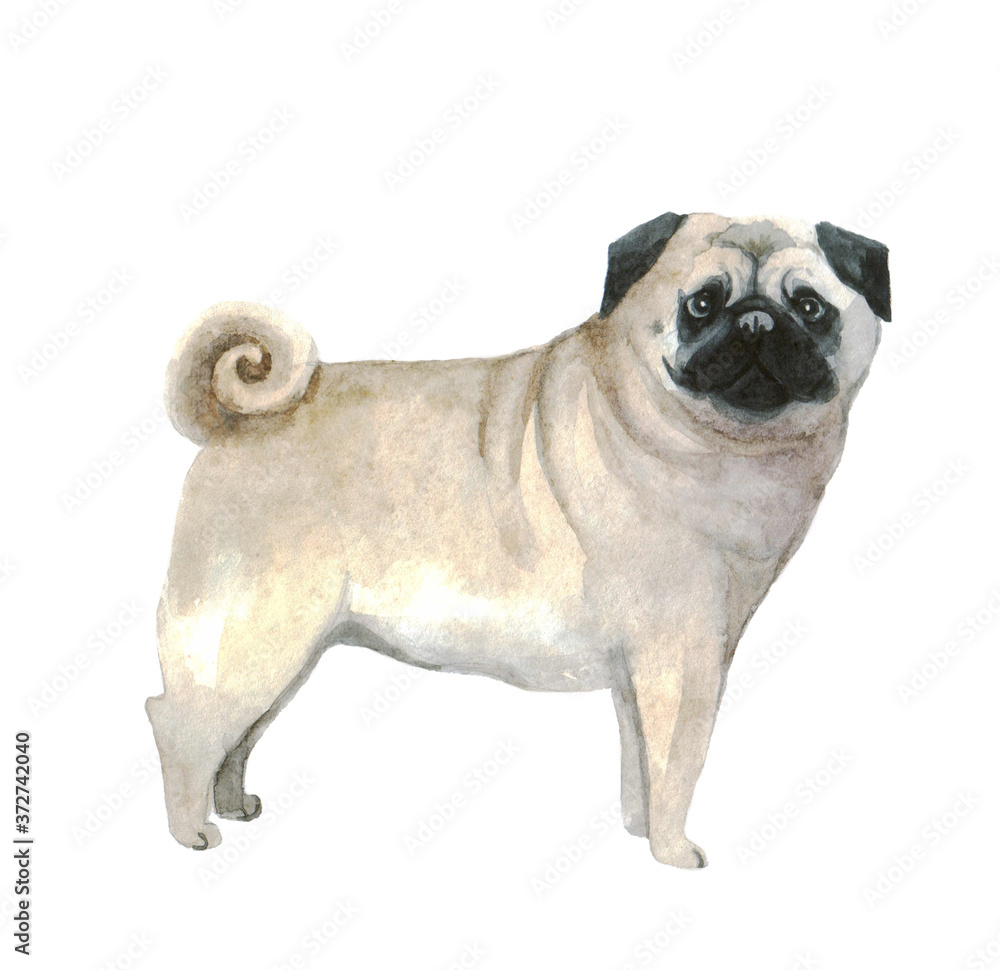 Fototapeta premium Watercolor cute pug on the white background. Dog funny illustration. Animal watercolor silhouette sketch. Hand draw art illustration. Graphic for fabric,tee-shirt, postcard, greeting card, sticker.