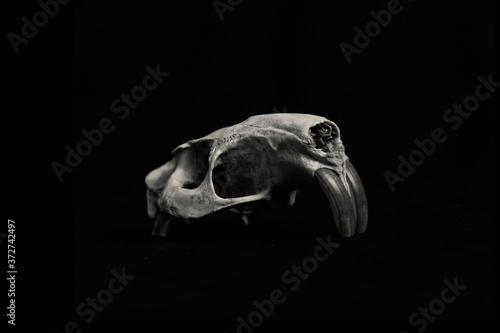 Beaver skull in black and white
