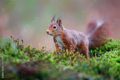 Red Eurasian squirrel searching for food at a pond in the forest in the South of the Netherlands