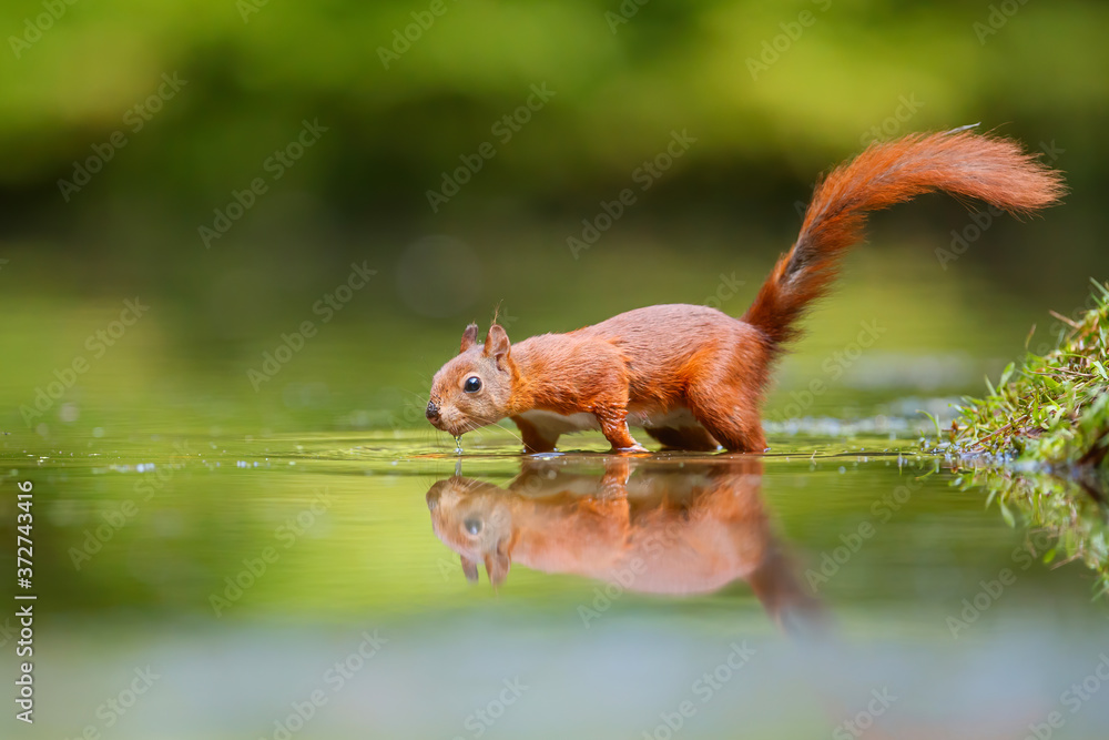 Naklejka premium Red Eurasian squirrel searching for food at a pond in the forest in the South of the Netherlands