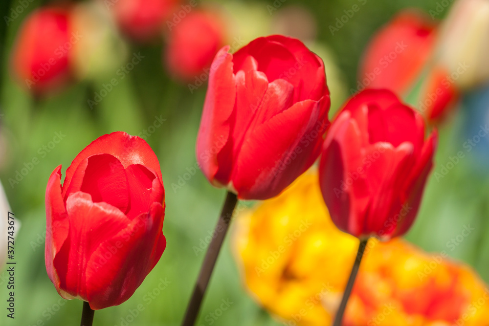Three bright red tulips in the garden Three bright red tulips in the garden