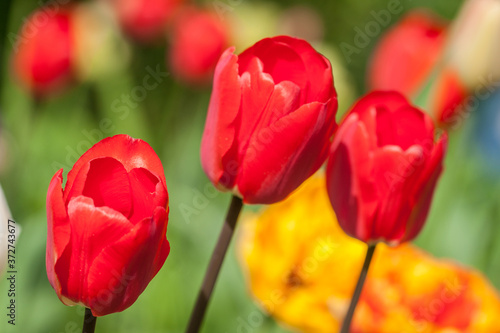 Three bright red tulips in the garden