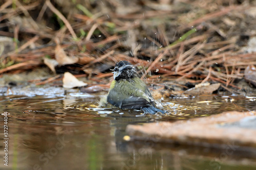  Herrerillo bebiendo y bañándose en el estanque del parque (Cyanistes caeruleus) Ojén Andalucía España