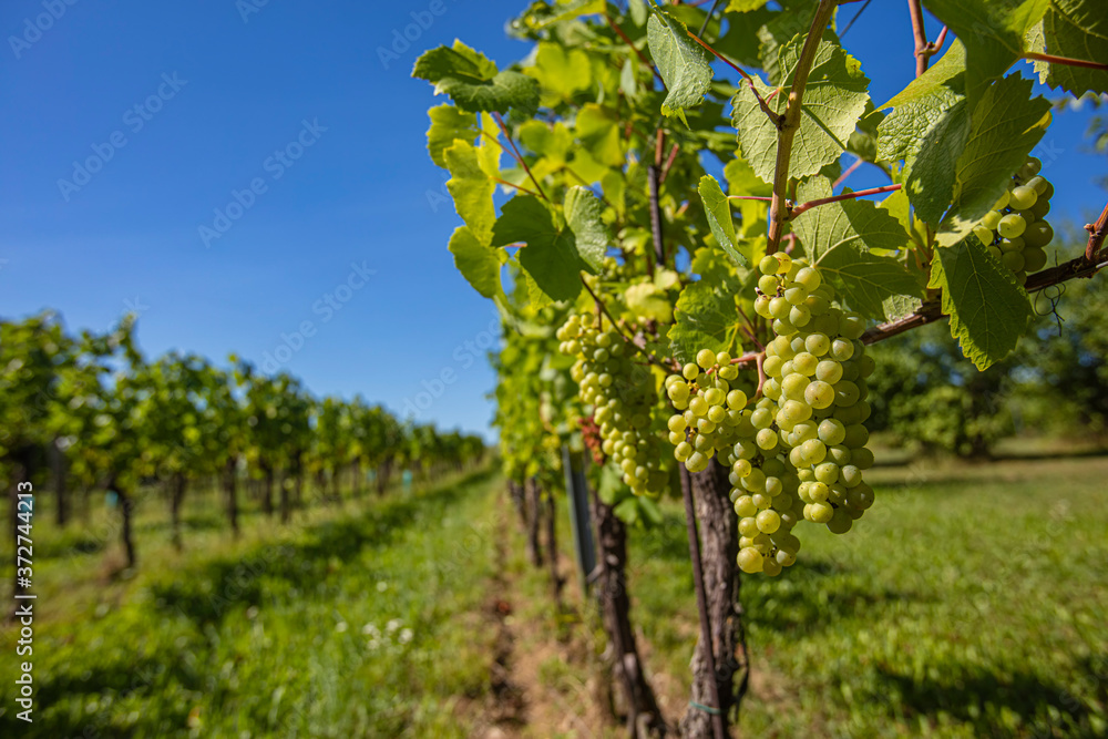 green grapes in summer vineyard