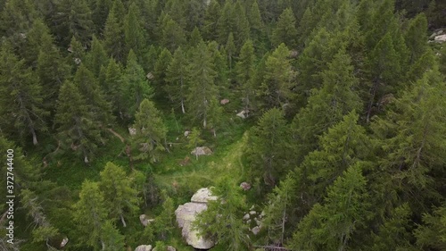 moving forward to pine woods forest lake and mountain valley in summer day. Europe Italy Alps outdoor green nature scape  wild aerial establisher  Devero , Piedmont Alpine