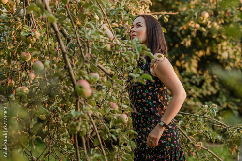 A beautiful young brunette is picking apples in the garden, on a Sunny day. Concept of the harvest season.