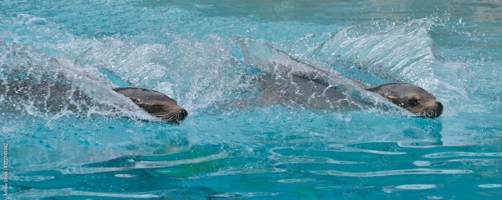 Obraz premium Panoramique deux otaries en course dans l'eau