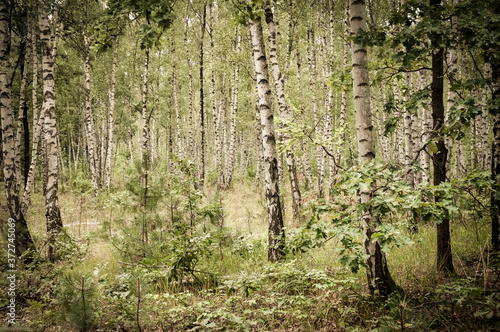 Fototapeta Naklejka Na Ścianę i Meble -  Forest
