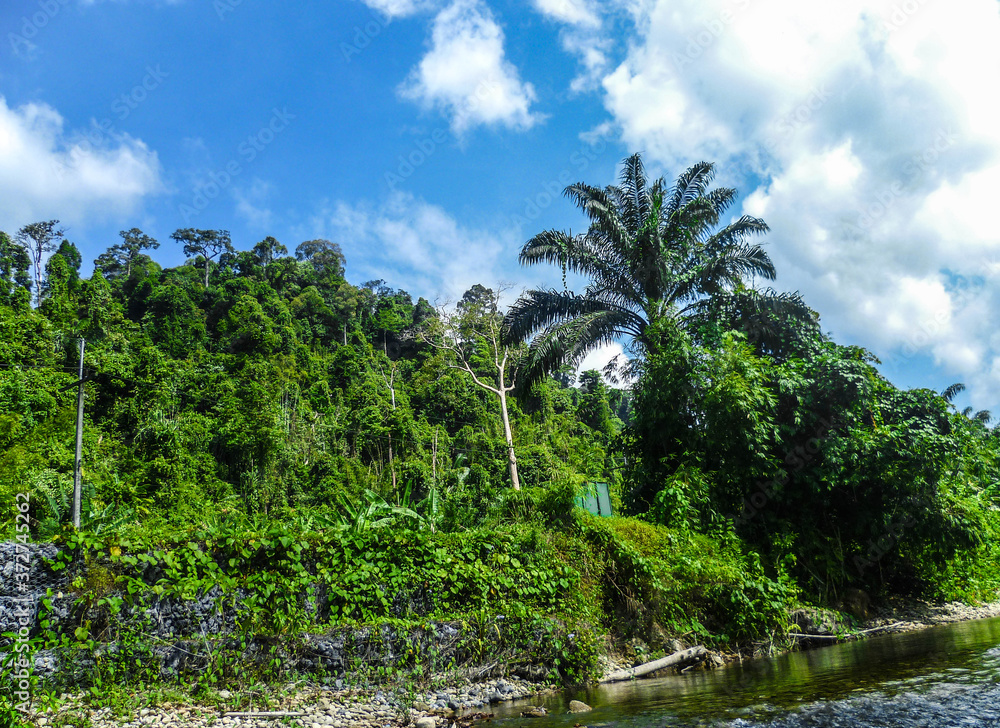 Walk along the forest river along the beautiful green banks in the south of Thailand. Walk along the forest river along the beautiful green banks in the south of Thailand.