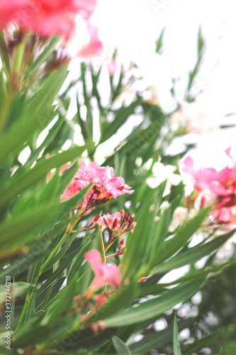 Pink flowers  summer flowers  floral background