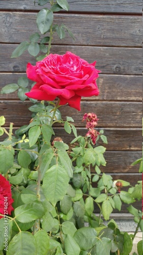Rosa roja