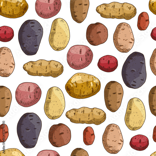 Hand drawn colorful potato. Vector illustration in retro style isolated on white background. Vector seamless pattern.