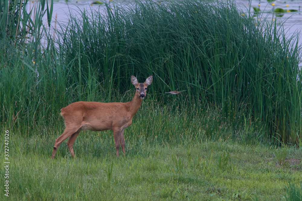 Reh am Morgen in der Oberlausitz Reh am Morgen in der Oberlausitz