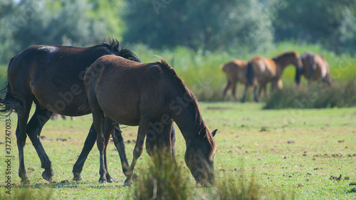 Wild horses in Letea Forest from Danube Delta in Romania during a blue sky sunny day