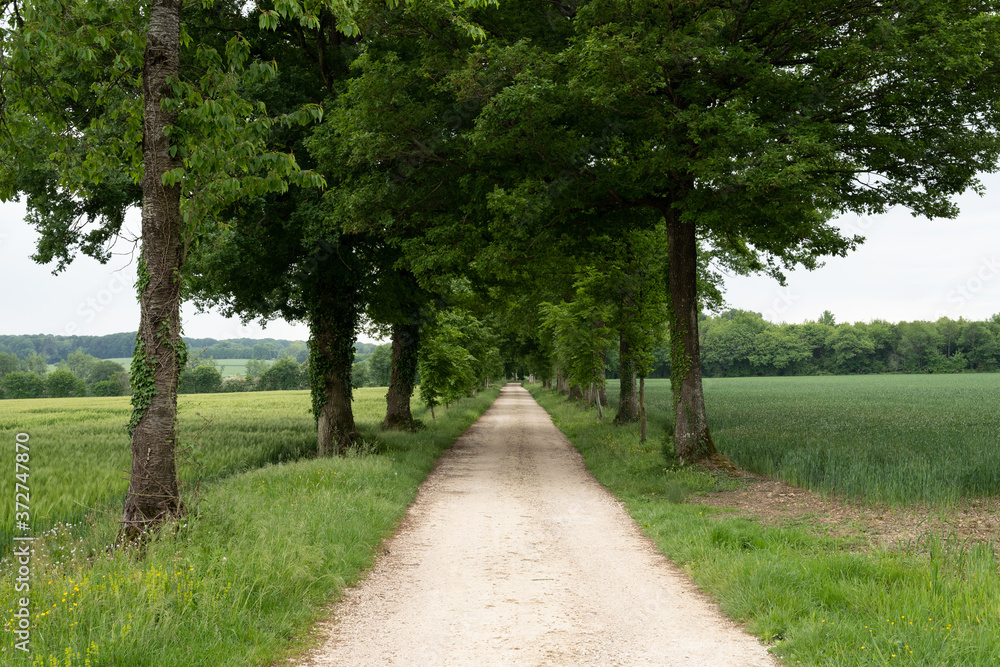 chemin de forêt