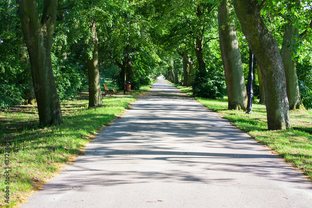 The avenue is surrounded by green linden trees