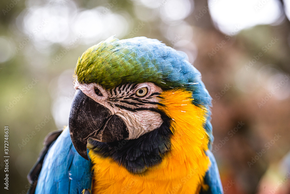 old Macaw-canindé, with yellow and blue bellies, who suffered abuse in captivity. Wounded bird, animal trafficking.