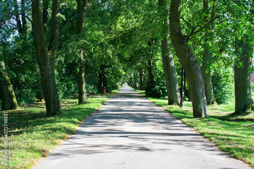 The avenue is surrounded by green linden trees © Monika