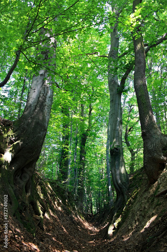 Trail leading through a forest gorge in the Swietokrzyskie Mountains, Barania Gora nature reserve, Poland