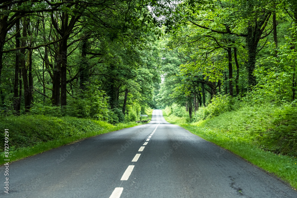 Naklejka premium route de foret