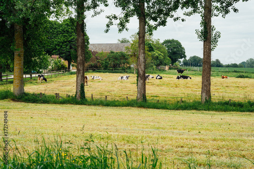 vaches 