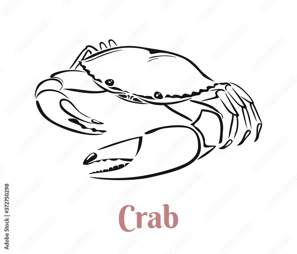 Crab black and white outline. Vector illustration. Seafood label, icon. Crab black and white outline. Vector illustration. Seafood label, icon.