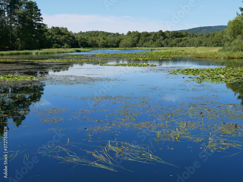 Fototapeta Naklejka Na Ścianę i Meble -  reflection of trees in water, water lilies and vegetation on the water, blue sky. Loch Clarach, Scotland.