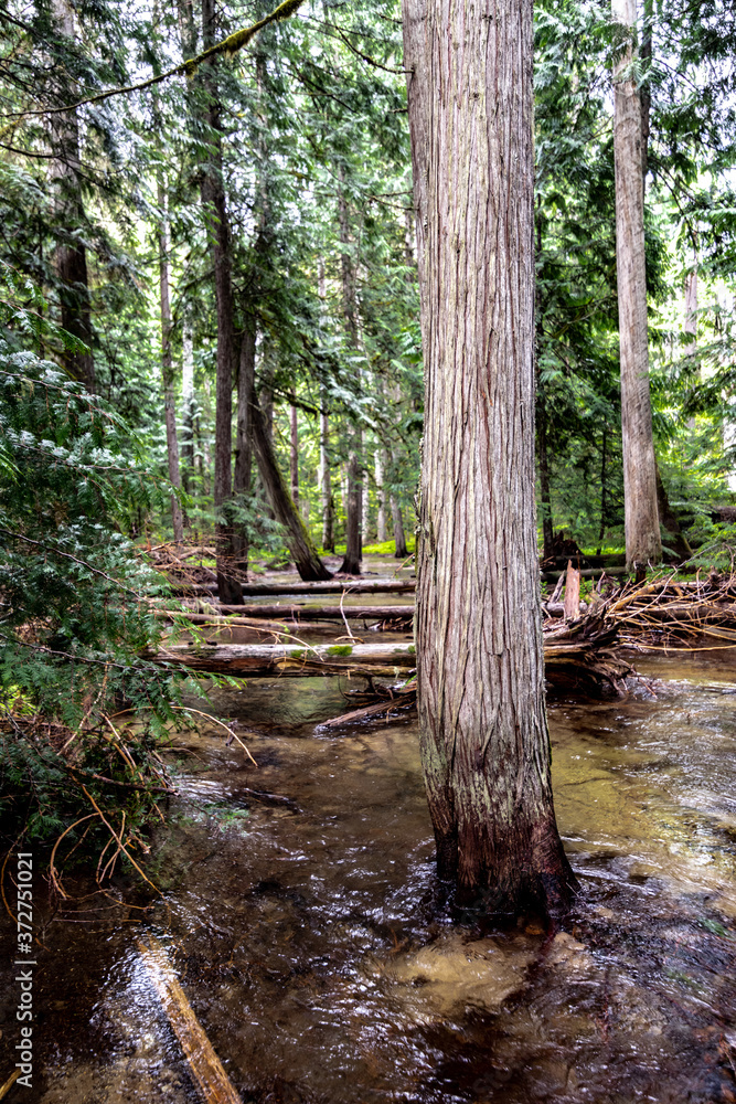 Creek running into Priest Lake State Park, Lionhead Unit, Idaho Creek running into Priest Lake State Park, Lionhead Unit, Idaho