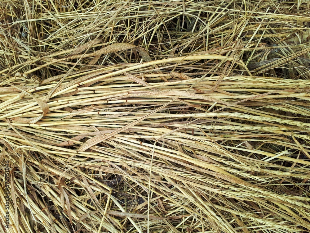 A stack of dry hay in a meadow close-up. Field, agriculture. backgrounds and textures