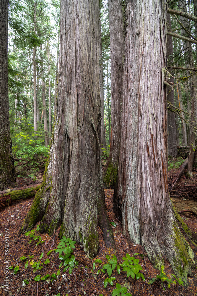 Cedar Forest at Priest Lake State Park, Idaho Cedar Forest at Priest Lake State Park, Idaho