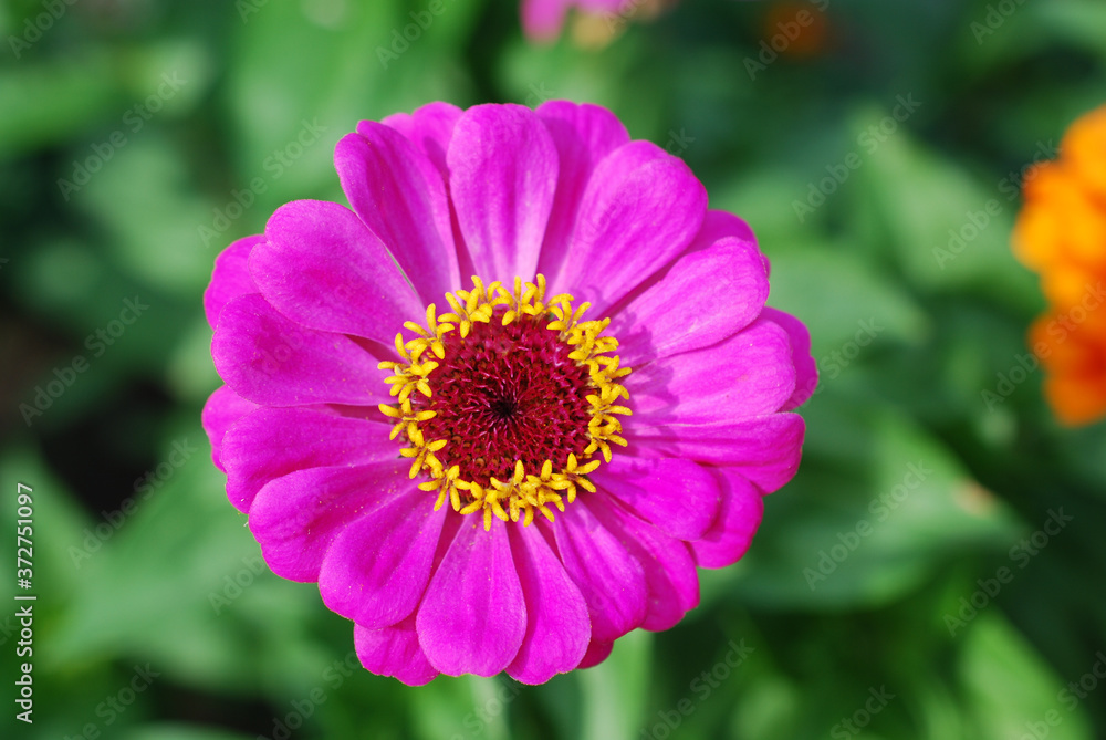 A beautiful Zinnia bloom against a bokeh background.
A beautiful Zinnia bloom against a bokeh background.