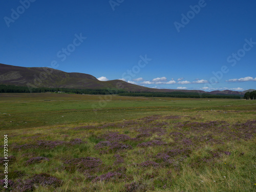 purple heather in summer, green vegetation and hills at the distance, with blue sky
