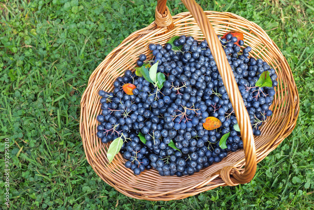  Freshly picked aronia berries in wicker basket on grass