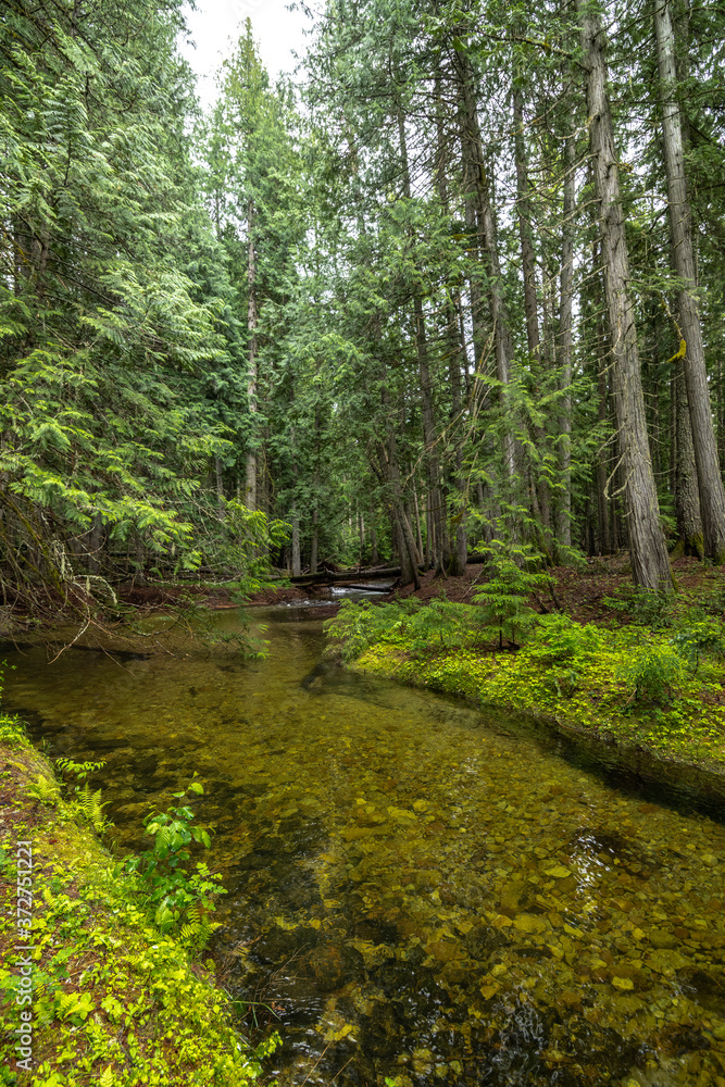 Creek running into Priest Lake State Park, Lionhead Unit, Idaho Creek running into Priest Lake State Park, Lionhead Unit, Idaho