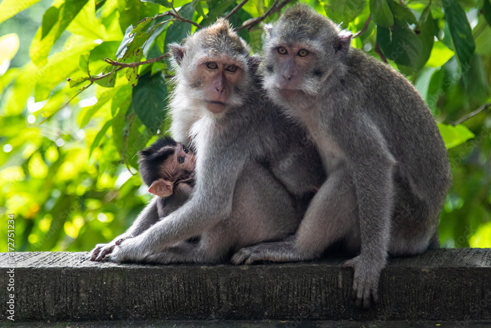 Photo of a family of monkeys in the wild. Little monkey in mom's arms. Animals, primates, wildlife, cute, travel, fauna, tropics, freedom, wild, forest, Indonesia,