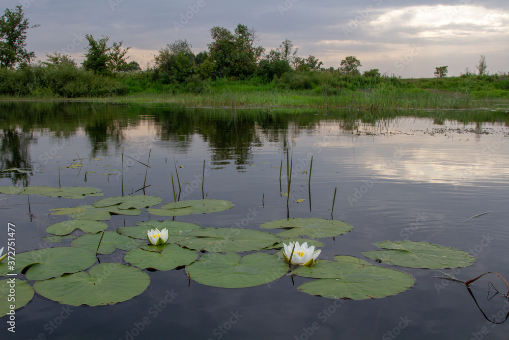 Water lilies, a white flower with large leaves floating on the surface of the water. Water lilies, a white flower with large leaves floating on the surface of the water.