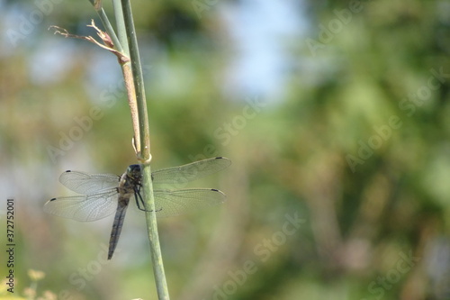 Large Blue Dragonfly on Fennel Stalk