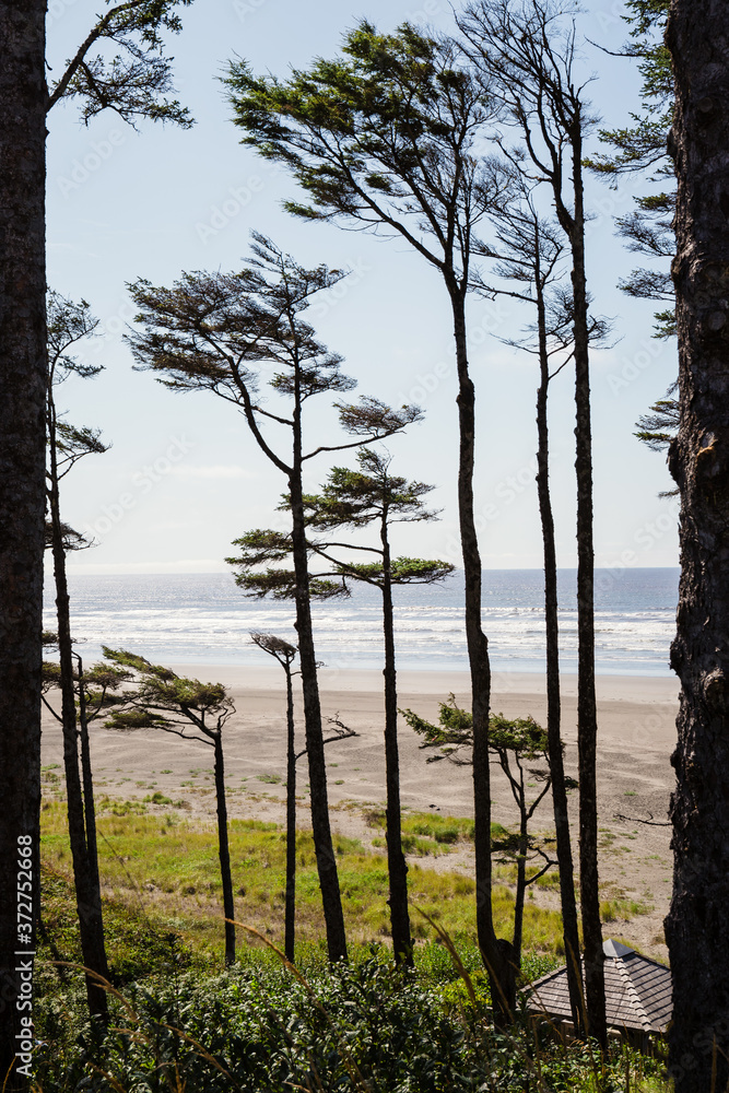 Fototapeta premium View of Sunny Ocean Beach Through the Trees