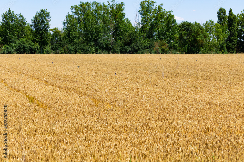 Campo de trigo junto a la ribera del duero