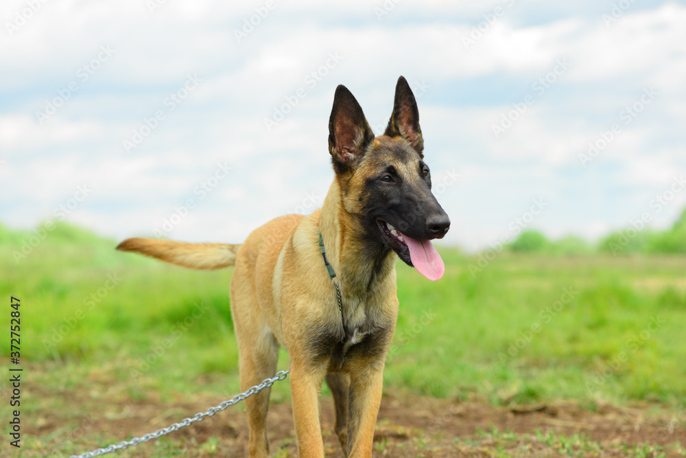 The happy Malinois dog, six month old, is standing against the cloudy sky. The happy Malinois dog, six month old, is standing against the cloudy sky.
