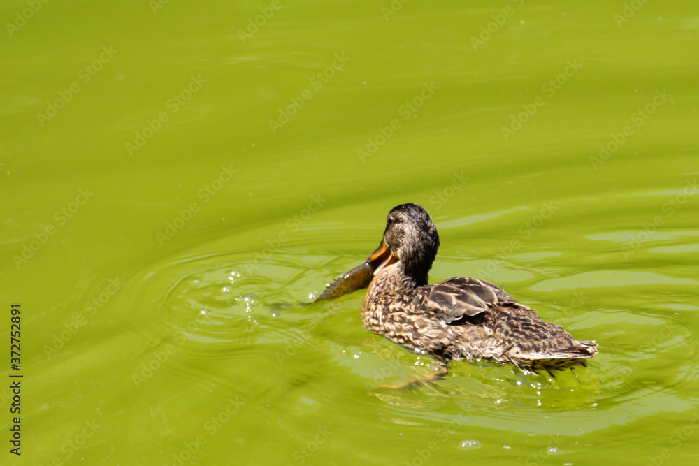 Duck catching a fish Duck catching a fish