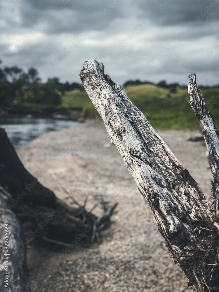 driftwood on the beach