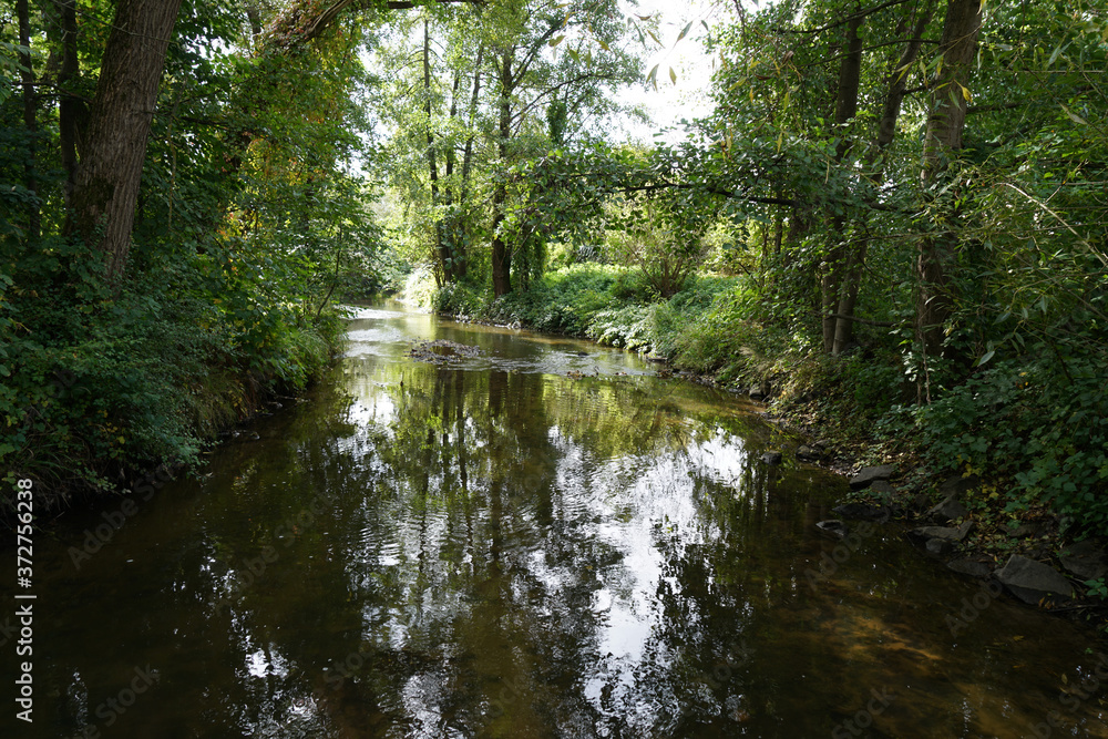 river in the forest